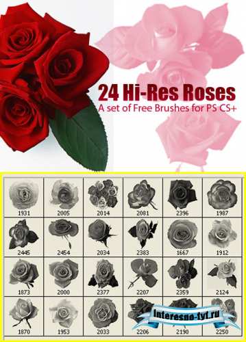 A set of free brushes red roses A set of free brushes red roses