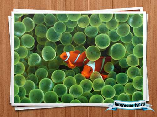 Photo Stack PSD Photo Stack PSD