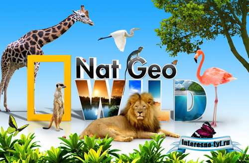 Nat Geo Wild wallpaper psd Nat Geo Wild wallpaper psd