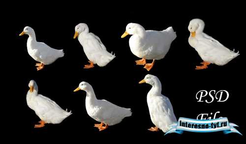 PSD 7 Ducks