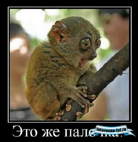Подборка демотиваторов про животных ( фото)