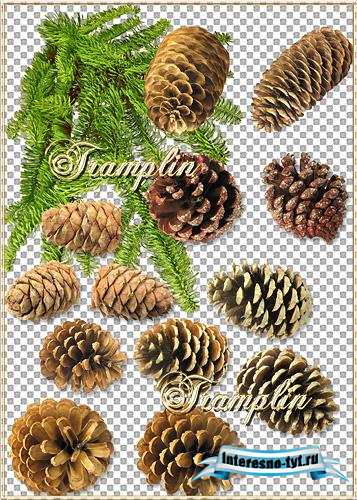 Клипарт в Png – Шишки, еловая ветка
