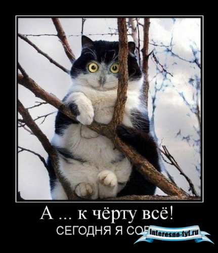 Сборник демотиваторов с котами (октябрь 2011)