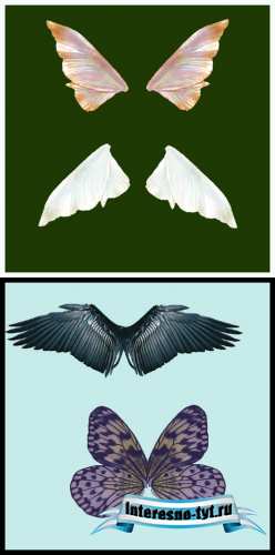 Butterfly wings pack # 1 Butterfly wings pack # 1