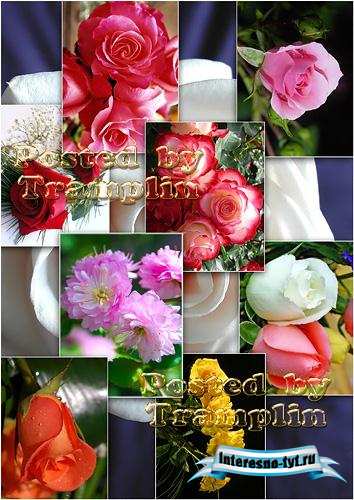 Прекрасные розы - Beautiful roses