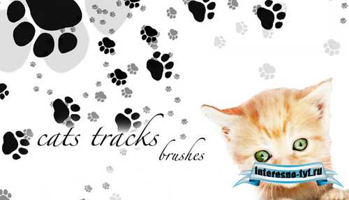 Cats tracks brushes Cats tracks brushes