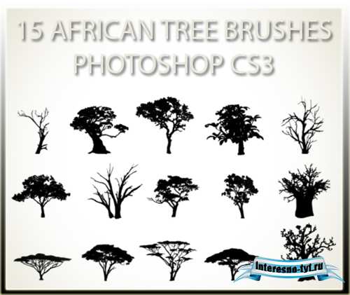 15 African Tree Brushes 15 African Tree Brushes