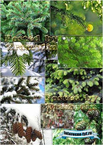 Вечно - зеленая Хвоя - Always-green Pine-needles