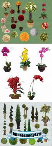 Sources - Beautiful flowers in greenhouses Sources - Beautiful flowers in greenhouses