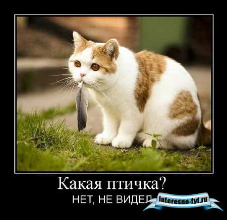 Свежая сборка демотиваторов от 06.12.2011