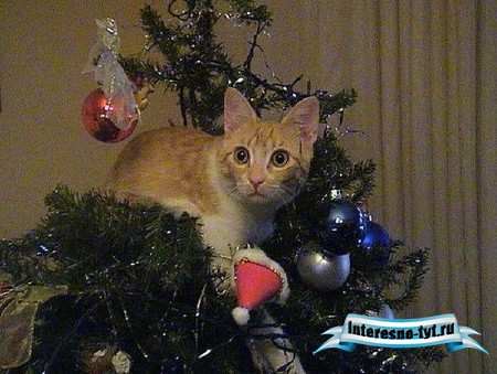 Коты на Новый год (108 фото)