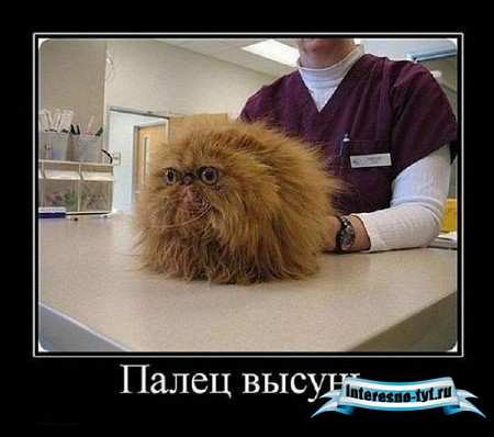 Свежая подборка демотиваторов от 12.02.2012
