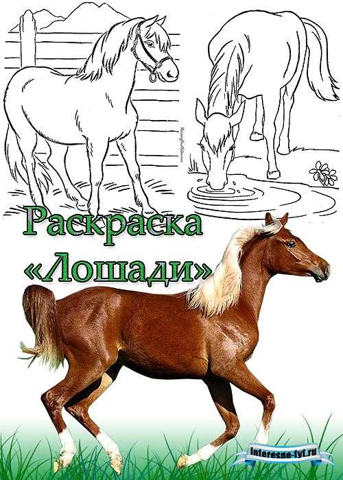Раскраски лошади Раскраски лошади