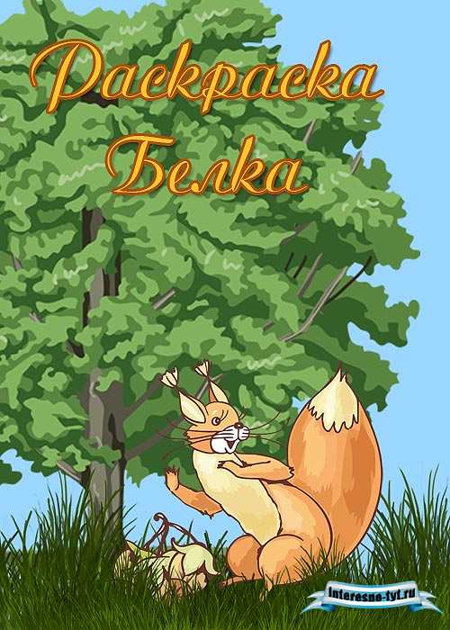 Белка раскраска
