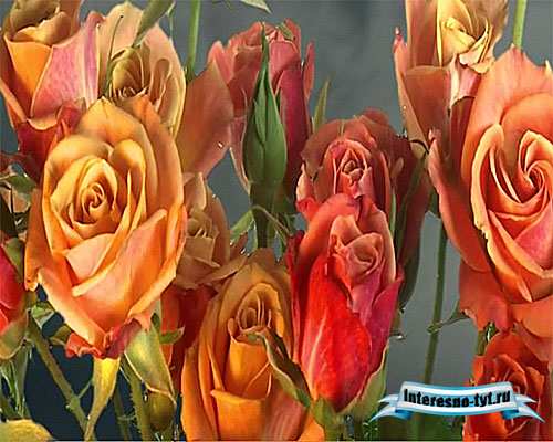 Футажи фоны - Расцветающие розы Футажи фоны - Расцветающие розы