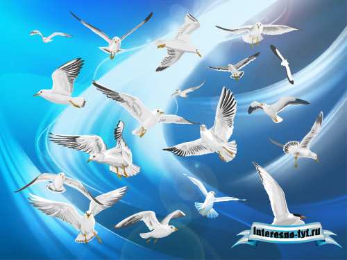 Векторные птицы (vector birds)