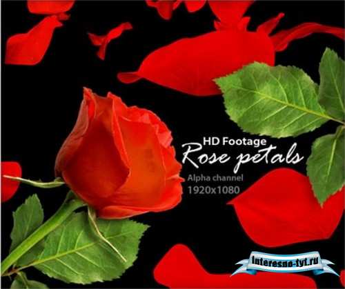 Alpha Channel Footage HD - Rose Petals (Лепестки роз)