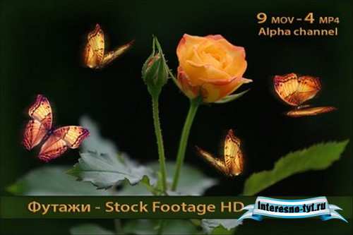 Футажи с альфаканалом - Бабочки - Butterflies
