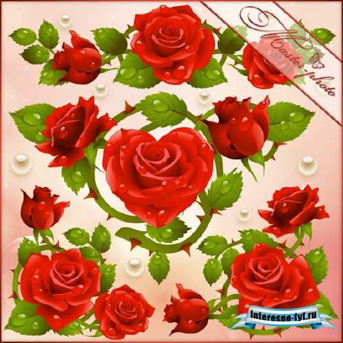 Исходник PSD для photoshop - Красные розы