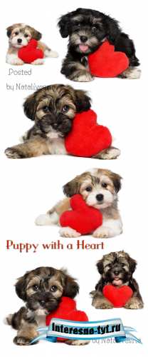 Милый щенок с сердечком на белом фоне / Puppy with a heart - Stock photo