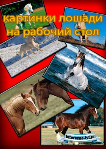 Картинки на рабочий стол лошади. Год лошади 2014