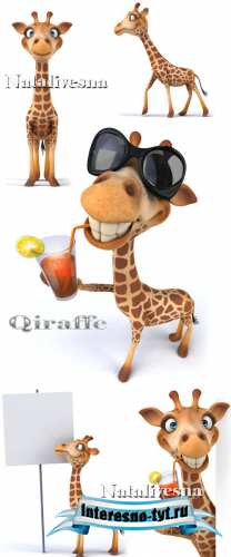 Забавный жираф на белом фоне / Giraffe - Stock photo