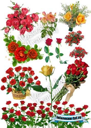 Розы на прозрачном фоне - Roses on a transparent background Розы на прозрачном фоне - Roses on a transparent background
