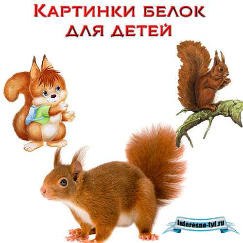 Картинки белок для детей. Белки красивые Картинки белок для детей. Белки красивые