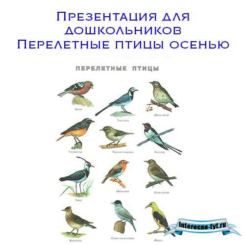 Презентация для дошкольников перелетные птицы осенью Презентация для дошкольников перелетные птицы осенью